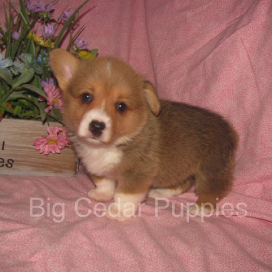 Pepper's #4  Female
Sale pending - Kendra