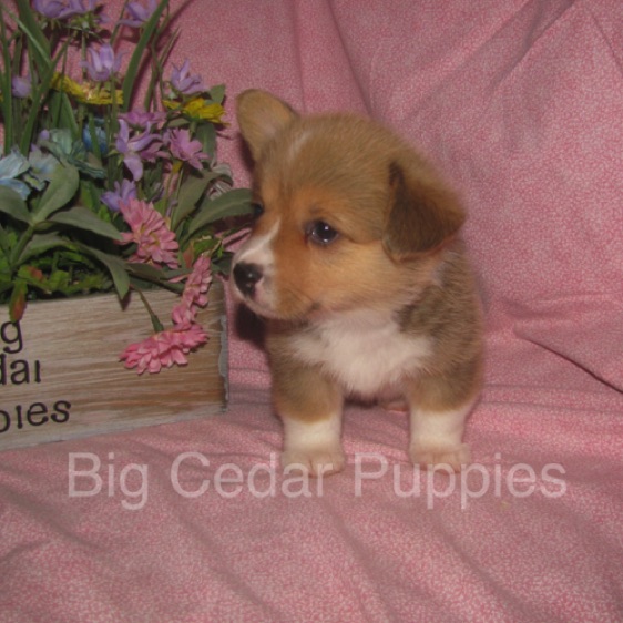 Pepper's #4  Female
Sale pending - Kendra